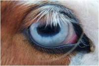 Obrzek . 5, Modr oko u kon se slangov nazv : (nhled)
