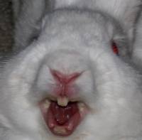 Dorůstají zuby králíkům neustále? (náhled)