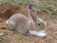 Je předkem zakrslého králíka náš zajíc polní? (náhled)