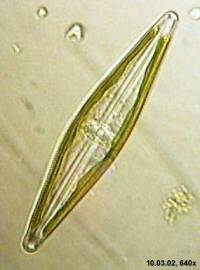 Řasa na obrázku patří do oddělení hnědých řas (Chromophyta/Heterokontophyta) a třídy: (náhled)
