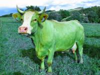 Tamta kráva je zelená. (náhled)