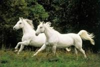Jak se jmenuje koňské plemeno pojmenované podle jedné slovinské vesnice? (náhled)