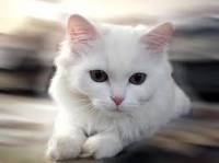 Bílá kočka (náhled)