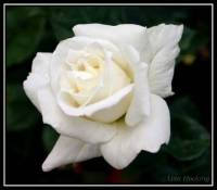 Bílá růže (náhled)