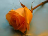 Oranžová růže (náhled)