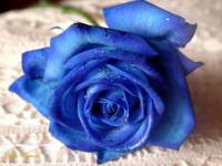 Modrá růže (náhled)