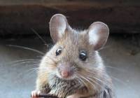 Jak se řekne myš? (náhled)