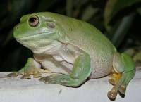 Velká žába z tropické Austrálie. (náhled)