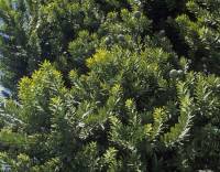Vysoký jehličnatý strom, který se dožívá přes 2000 let a podobá se listnáčům, je... (náhled)