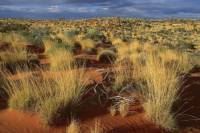 Trsnatá tráva, která je typickým porostem australské krajiny. (náhled)