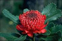 Rudě kvetoucí keř, který patří mezi symboly Austrálie (náhled)