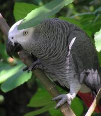papouek nejlpe imitujc lidskou e (nhled)