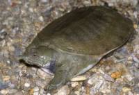 Dravá vodní želva s pružným krunýřem je... (náhled)