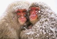 Japonská sněžná opice koupající se v horkých pramenech je... (náhled)