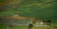 A 2 metry dlouh ryba s ervenm masem populrn u sportovnch ryb (nhled)
