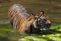 Nejmenm poddruhem tygra (ostrovn endemit) je... (nhled)