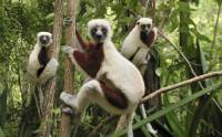 Velk lemur, kter ske vzpmen po zadnch konetinch (nhled)