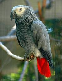 Papouek na obrzku .3 se jmenuje: (nhled)