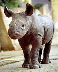 Zatm jsem mal. Myslte, e jsem nosoroec a e a vyrostu, budu mt nad umkem tak takovou ozdobu, jakou maj dospl? (nhled)