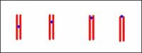 Chromozomy podle centromery: (vyber správné pořadí dle obrázku) (náhled)