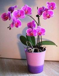 Jak druh okrasn pokojov kvtiny orchideje je na fotografii .6? (nhled)