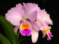 Jak druh okrasn pokojov kvtiny orchideje je na fotografii .11? (nhled)
