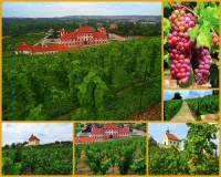 Na zem Prahy bylo v minulosti vyszeno mnoho vinic. Nkter se zachovaly a pstuje se na nich vinn rva dodnes. Jak se jmenuje vinice na obrzku .15? (nhled)
