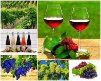 Který kraj v ČR nejvíce proslul svými vinicemi, pěstováním vinné révy a největší produkcí kvalitních, značkových vín? – fotografie č.1 (náhled)