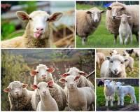 Který kraj v ČR se proslavil tradičním chovem ovcí? – fotografie č.12 (náhled)