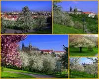V Praze je mnoho krásných zahrad. K nim se řadí i zahrada na fotografii č.12, která je nejkrásnější v období rozkvetlých ovocných stromů. Jak se zahrada jmenuje? (náhled)