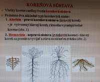 166/ Aké typy koreňových sústav sa rozlišujú pri rastlinách (náhled)