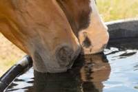 Kolik vody vypije průměrný kůň? (náhled)