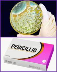 Kterému slavnému vědci se podařilo objevit penicilin? – obrázek č.11 (náhled)