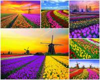 K nejkrásnějším místům světa patří i tulipánová pole na fotografii č.1. Pro který stát jsou tulipánová pole a větrné mlýny typické? (náhled)