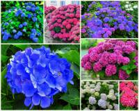 Jak se jmenuje cizokrajn ke na fotografii .7 kvetouc v rzn barevnch odstnech? (nhled)