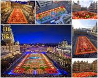 Hlavní náměstí v belgické metropoli nabízí návštěvníkům nejen pohled na krásné historické domy a impozantní radnici, ale má i další turistickou atrakci – květinový koberec na fotografii č.8. Který text o květinovém koberci je pravdivý? (náhled)