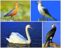 Nrodnm ptkem Nizozemska je:    obrzek .5	 (nhled)