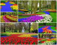 Jak se jmenuje největší květinový park v Evropě na fotografii č.8, který je každoročně na jaře vyhledávanou turistickou atrakcí a kterému se také říká „Zahrada Evropy“. Rozkládá se v Nizozemsku na ploše o rozloze 32 hektarů? (náhled)